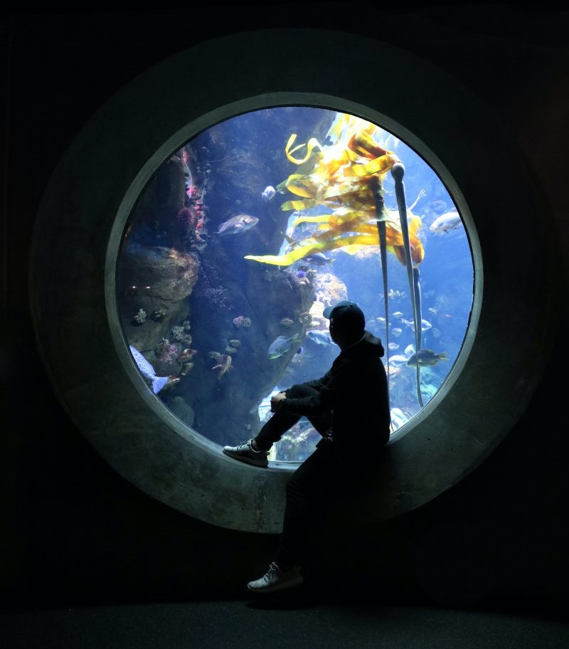 Underwater Zoo And Dubai Aquarium